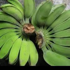 This is article about khasiat tasbih biji pisang sunan bonang. Gedang Pisang Kepok Gemading Banyak Manfaat Shopee Indonesia