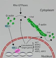 How to open, edit, and convert srf files. Frontiers Molecular Mechanisms Of Leukocyte Migration And Its Potential Targeting Lessons Learned From Mkl1 Srf Related Primary Immunodeficiency Diseases Immunology