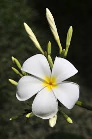 Growing Plumeria Frangipani Indoors In Containers Part2 5 In 2020 Frangipani Plumeria Trees To Plant