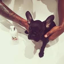 Der ehemalige deutsche nationalspieler dennis aogo rüstet sich für die karriere nach der karriere. Dennis Aogo Vom Fc Schalke 04 Pflegt Instagram Account Fur Hund Django