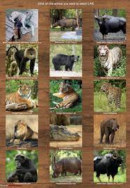 Watch Live Video Feed Of Wild Animals In The Vandalur Zoo Team Bhp