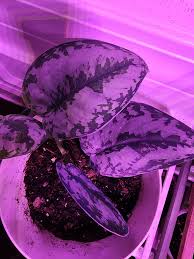 Image result for Leucas milanjiana