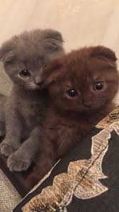 Pin De Eva Em Aɴimalѕ Filhotes De Gatos Gatos Gatinhos
