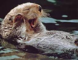 115 Adorable Pictures Of Animal Yawns Funny Animals With Captions Funny Animals Animals