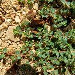 Image result for Euphorbia granulata