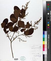 Image result for Searsia acuminatissima