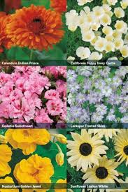 Rhs Collection 6x Easy Growing Flowers Seeds Seeds Tuinzaden Eu