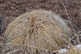 Glossy foliage is flat, narrow and deep green in summer, warming to a golden hue in the fall. Black Flowering Fountain Grass