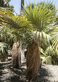 Image result for Coccothrinax