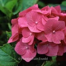 Image result for Hydrangea macrophylla bela obrázek