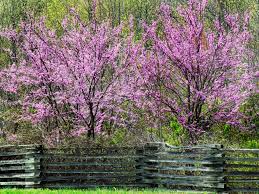 Available plants for usda plant hardiness zone 6. Flowering Trees Diy