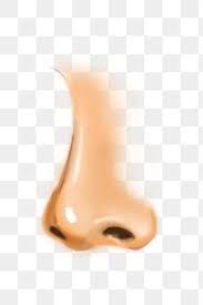 Human Organ Nose Illustration Sensitive Nose Big Nose Cartoon Illustration Png Transparent Clipart Image And Psd File For Free Download In 2021 Human Clipart Prints For Sale Cartoon Illustration