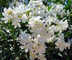File:White Oleander in Bloom.jpg - Wikipedia