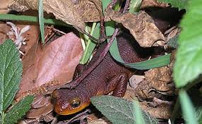 Image result for california newts