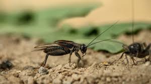 A quarterly preventative treatment of reclaim it can keep camel crickets away permanently or you can use a number of. 7 Natural Remedies To Get Rid Of Crickets This Summer