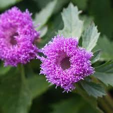 Image result for Centratherum