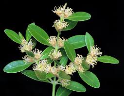 Image result for Buxaceae
