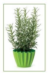 Resultado de imagen de romero