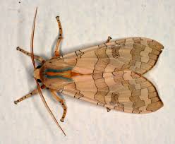 Image result for Trisetopsis elongata