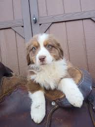 Why buy an australian shepherd puppy for sale if you can adopt and save a life? Australian Shepherd Puppies For Sale Yadkinville Nc 315044