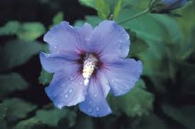 Rose of Sharon: How to Grow and When to Prune