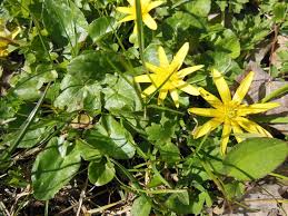 After booking, all of the property's details, including telephone and address, are provided. Fiori Gialli Mediterranei Messana Jean Coming Soon Fiori Cerimonia Di Nozze Composizioni Floreali Matrimonio Limonata Matrimonio Smilinginmynightmare Wall