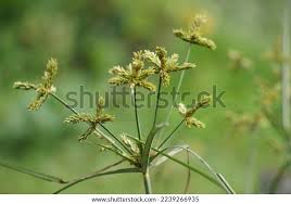 Image result for Cyperus rotundus