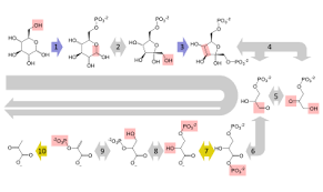 These pathways are anaerobic—that is, they do not require oxygen. Glycolysis Wikipedia