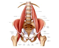 Pin By Mimi On Exercises Detox Recipes Psoas Muscle Yoga Anatomy Tight Hip Flexors