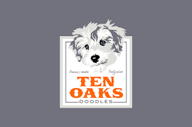 Usually, a sheepadoodle will stand 13 to 27 inches tall at the shoulder and weigh between. Sheepadoodle Puppies For Sale Iowa Sheepadoodle Puppies