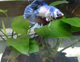 This aquarium was originally going to be the home of a betta fish sorority, but this. My Gentle Giant Betta Dolphin Bettafish