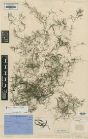 Image result for Najas horrida