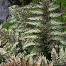 Athyrium Niponicum Var Pictum Japanese Painted Fern Shade Loving Shrubs Woodland Plants