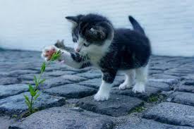 Karena sayur sayuran, apalagi timun,contoh sayuran yang tidak disukai kucing adalah: Tidak Hanya Takut Pada Air Simak 4 Hal Yang Bisa Buat Kucing Ketakutan Pikiran Rakyat Depok Halaman 2