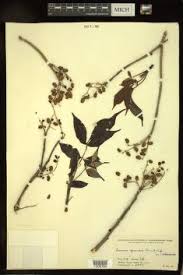 Image result for Lannea antiscorbutica