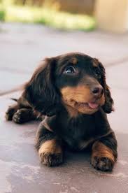 Top 5 Cutest Dogs Guess The Ranking Of Dachshunds This Is A List Of Cutest Dogs Which Always Attract Peop In 2020 Dachshund Puppies Daschund Puppies Cute Baby Animals