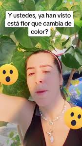 Porque Las Flores De Mi Jacinto Cambian Fe Color