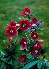 Helleborus Hybridus Red Lady Lady Series Lenten Rose Hellebore Lenten Rose Beautiful Flowers Plants