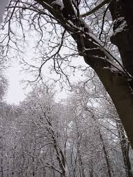 Résultat de recherche d'images pour "marronniers sous la neige"