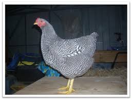 Penyuntikkan telur ayam leghorn dilakukan dengan cara melubangi cangkang telur dengan jarum mesin jahit, kemudian disuntikkan menggunakan spet dengan ekstrak black garlic masing masing 0,5 ml, 1 ml, dan 1,5 ml kemudian disimpan selama 24 jam. Http Bensonandika Blogspot Com 2013 05 Ayam Plymouth Rock Html