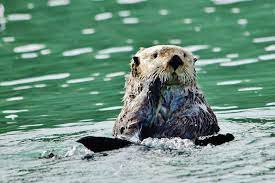 Lone Sea Otter In Cook S Inlet Sea Otter Otters Lake Clark