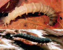 The head of mosquito larvae is large and sclerotized (made of hardened exoskeleton). Ephemeridae An Overview Sciencedirect Topics