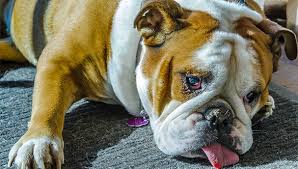 4 how to euthanize a dog at home? How To Euthanize A Dog With Tylenol Pm Best Way To Put Down A Dog