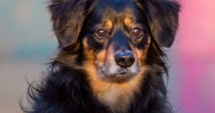 Your dog&#x27;s immune system is the key to. Pet Care Articles Prostate Cancer In Dogs Petpremium