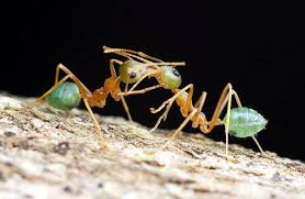 Green Tree Ants Www Livescience Com 18382 Dazzling Droplets Photos Reveal Mini Worlds Html Ants Ant Species World