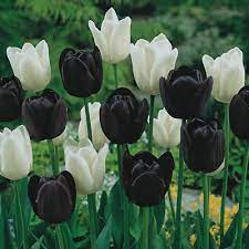 The idea germinated to be black tulip flowers and plant which grew against all odds and the challenging weather conditions grew to be a lush evergreen tree for the region with its perennial floral expressions. I Dont Know Where To Find Black Tulips But Now That I Know They Exist I Will Have Them At My Wedding Black Tulip Flowers Tulips Garden Black Tulips
