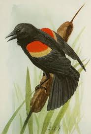 Black Bird With Orange Wings Ohio Pin On Sweet Little Animals