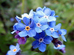 Non Ti Scordar Di Me Il Fiore Dei Nonni Spaziopiante It
