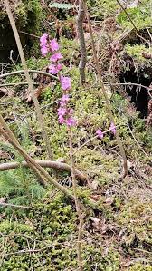 Image result for Daphne mezereum