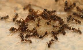 Maybe you would like to learn more about one of these? Ant Control Perth Ant Pest Infestation Treatment For Homes